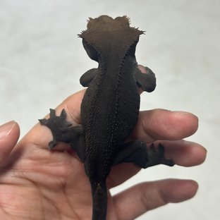 챠콜 카푸치노 블랙