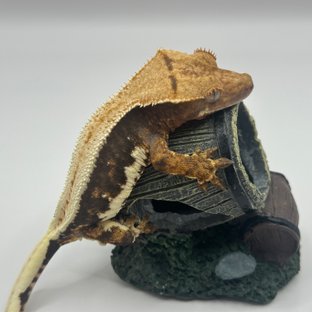 릴리100%헷아잔틱