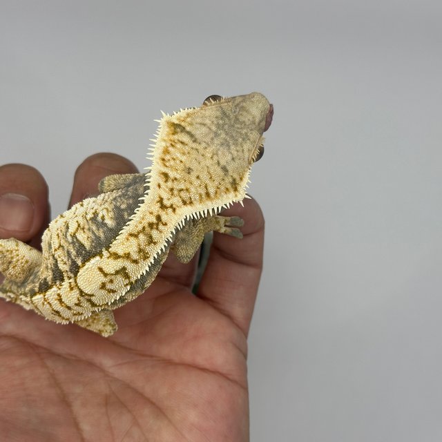 익스트림할리퀸 트라이 노멀