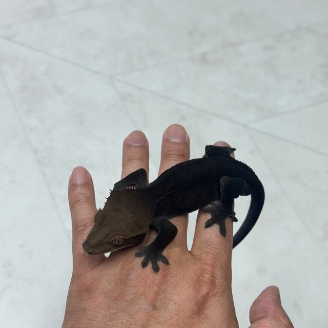 챠콜 카푸치노 블랙