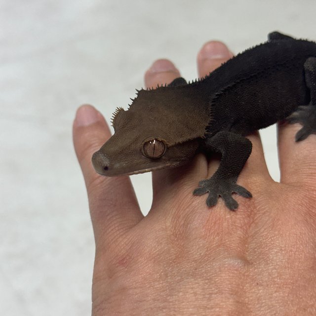 챠콜 카푸치노 블랙