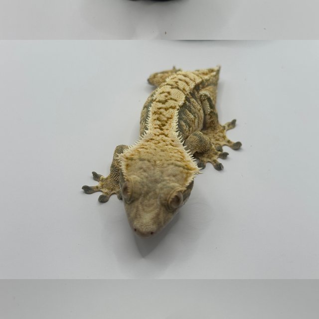 익스트림할리퀸 트라이 노멀