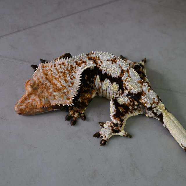 노멀 화이트스팟 트라이 익스트림할리퀸