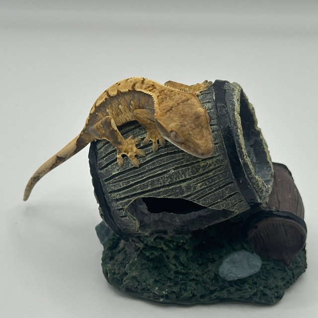 노멀 트라이 익스트림할리퀸