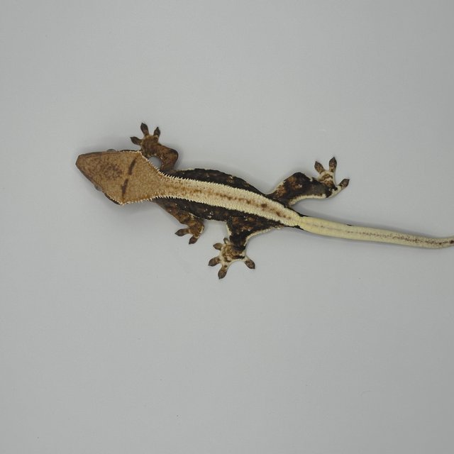 릴리100%헷아잔틱