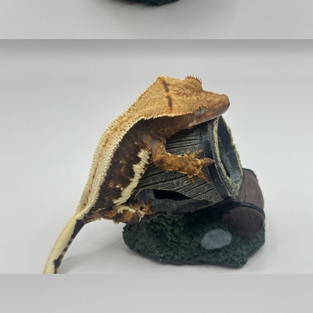 릴리100%헷아잔틱