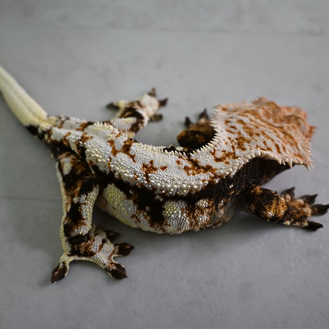 노멀 화이트스팟 트라이 익스트림할리퀸