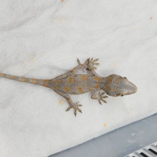 블로치드 오렌지