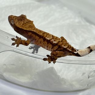 카푸치노 트라이 화이트스팟