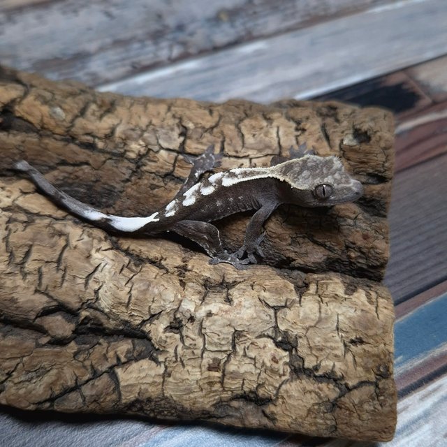 카푸치노 아잔틱 화이트스팟