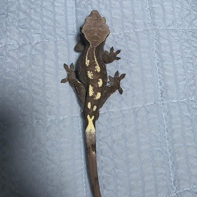 카푸치노 아잔틱 화이트스팟