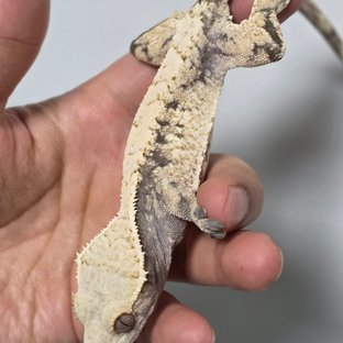 다이노마켓 우엉XM1