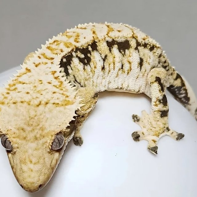 노멀 트라이 드리피 익스트림할리퀸 화이트스팟 옐로우