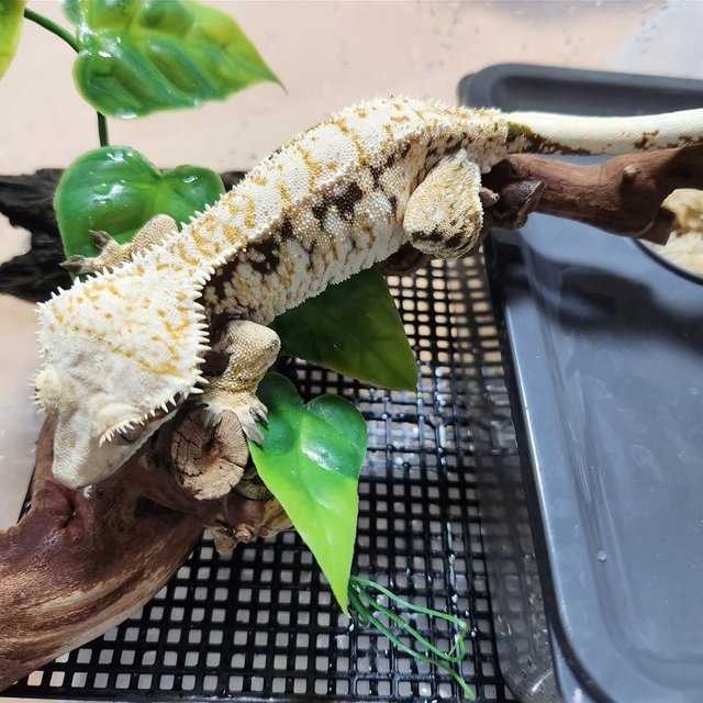 노멀 트라이 드리피 익스트림할리퀸 화이트스팟 옐로우