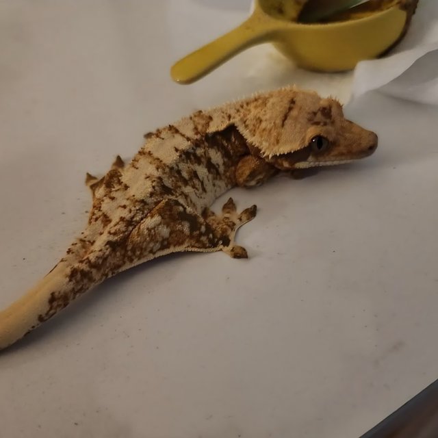 노멀 트라이 익스트림할리퀸 화이트스팟 드리피 텐저린