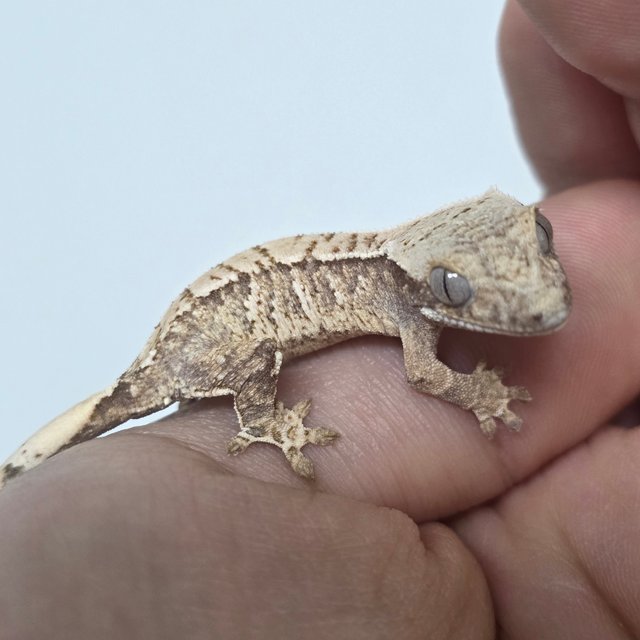 노멀 트라이 화이트스팟