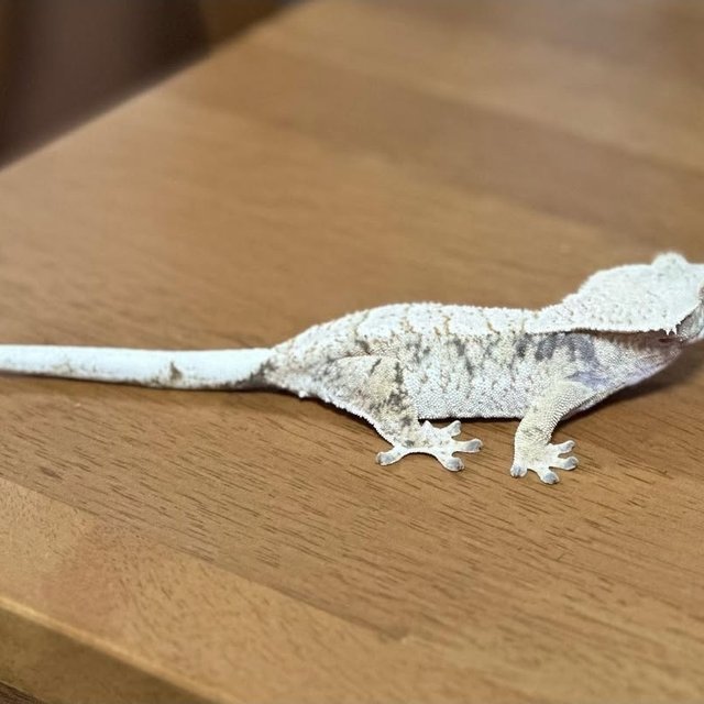 노멀 트라이 익스트림할리퀸 화이트스팟 화이트