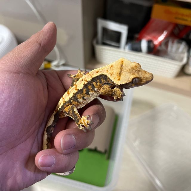트라이 할리퀸