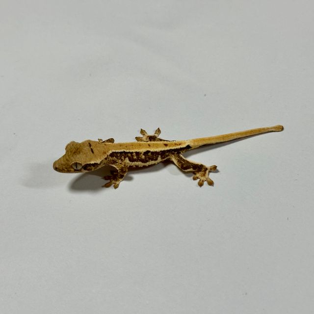 판다 트라이 릴리화이트