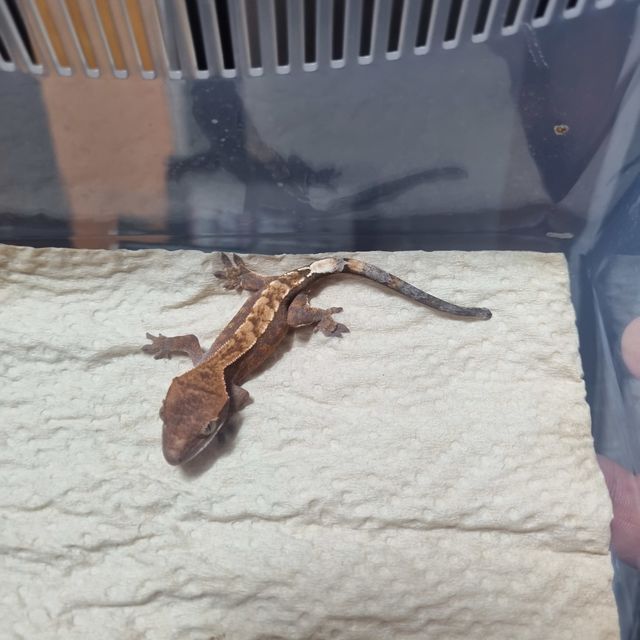 카푸치노