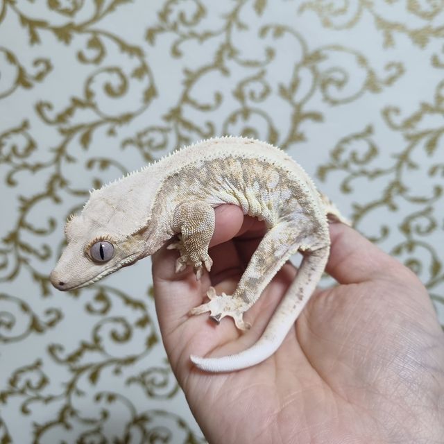 릴리화이트 트라이