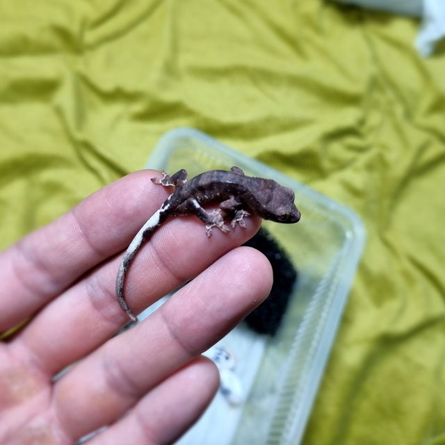 프라푸치노 팬텀