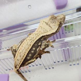 풀핀 쿼드 엠티백