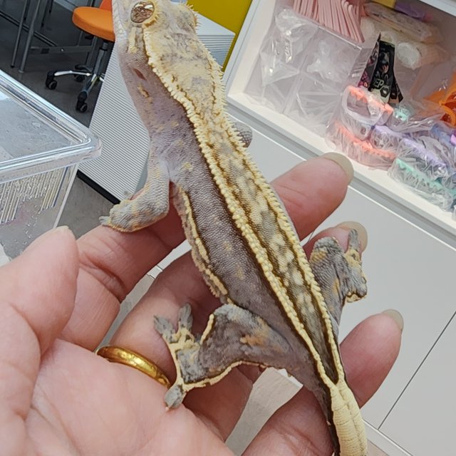 엠티백 풀핀 쿼드