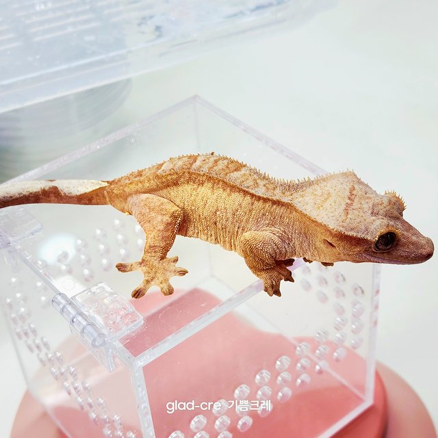 옐로우 스트로베리