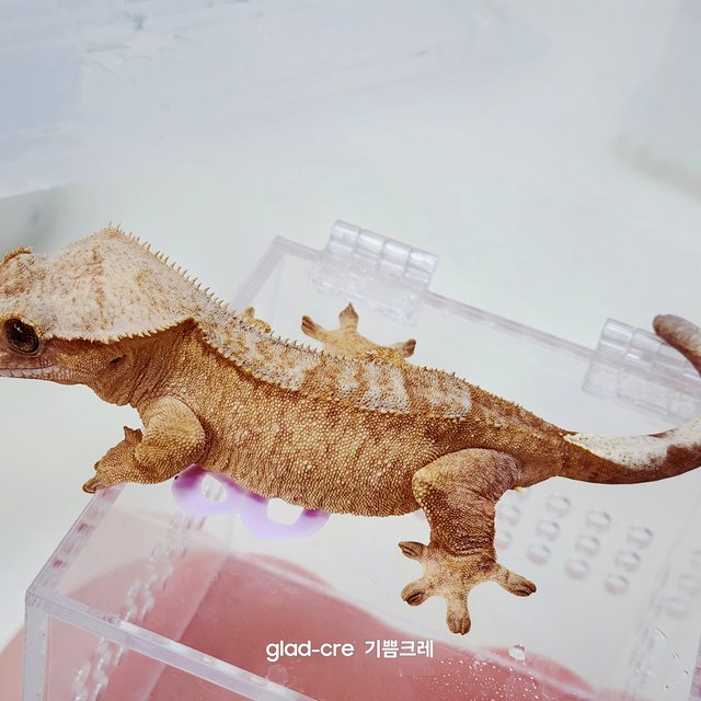 옐로우 스트로베리