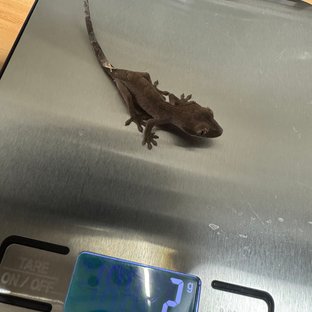 카푸치노 챠콜
