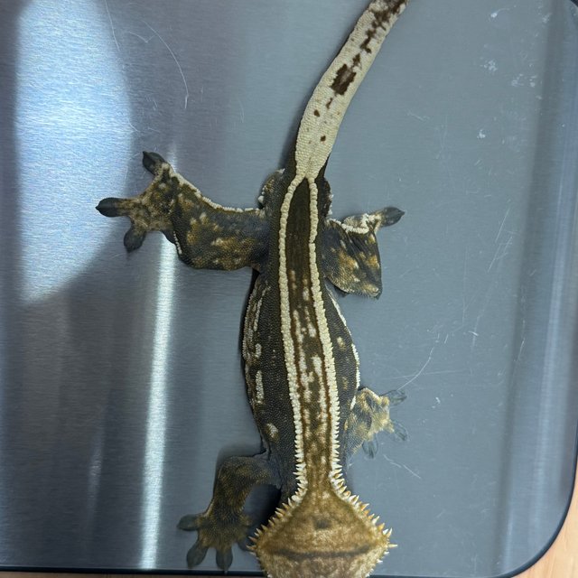 슈퍼스트라이프 오닉스 엠티백