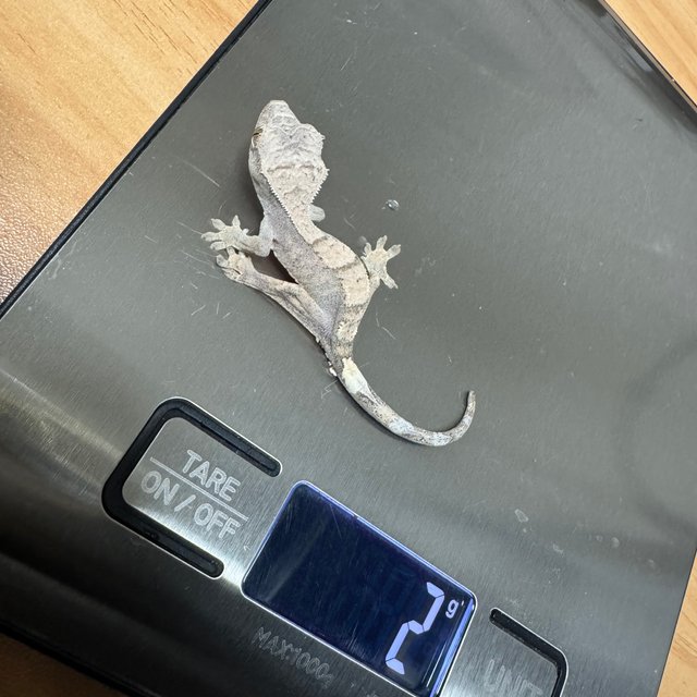 100%헷아잔틱 세이블