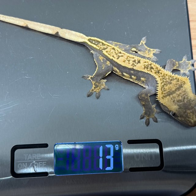 오닉스 엠티백 슈퍼스트라이프