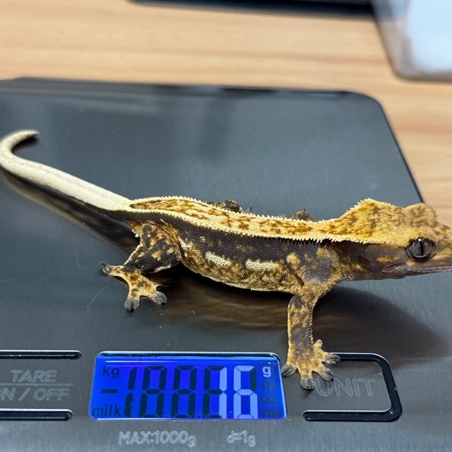 슈퍼스트라이프 엠티백 오닉스