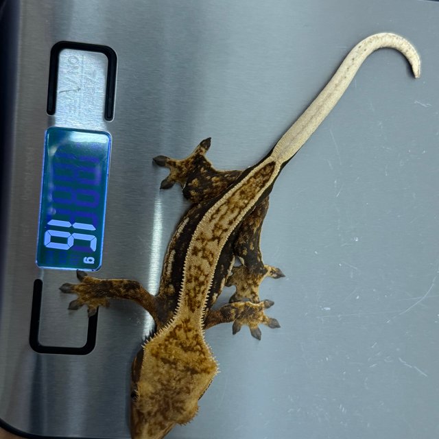 슈퍼스트라이프 엠티백 오닉스