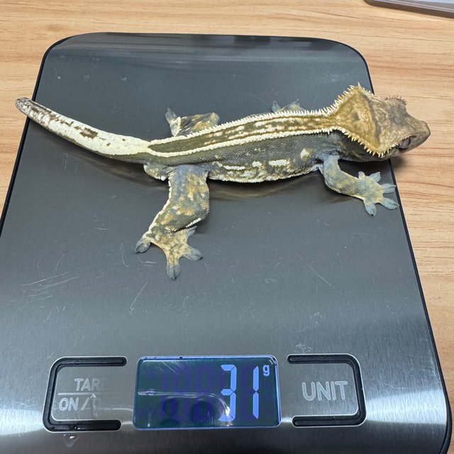 슈퍼스트라이프 오닉스 엠티백