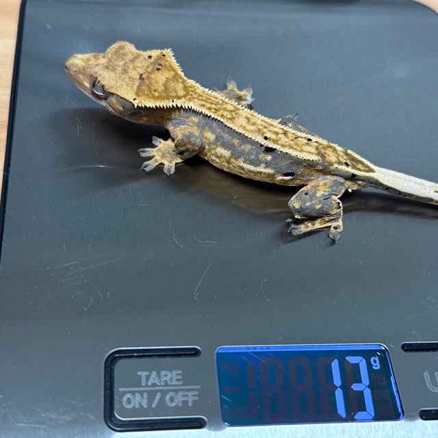 슈퍼스트라이프 엠티백 오닉스