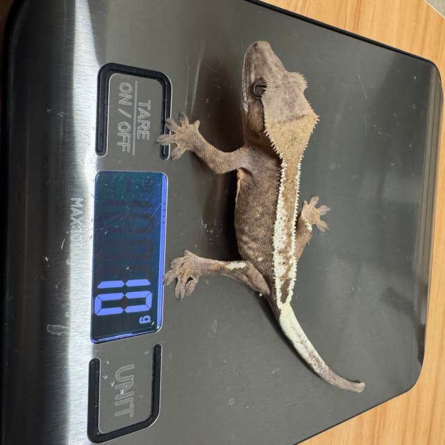 세이블 100%헷아잔틱