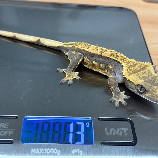 오닉스 엠티백 슈퍼스트라이프