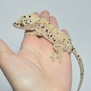 달마시안 슈퍼달마시안