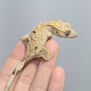 달마시안 슈퍼달마시안