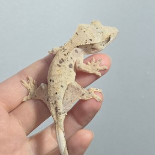 달마시안 슈퍼달마시안