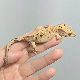 달마시안 슈퍼달마시안