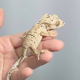 달마시안 슈퍼달마시안