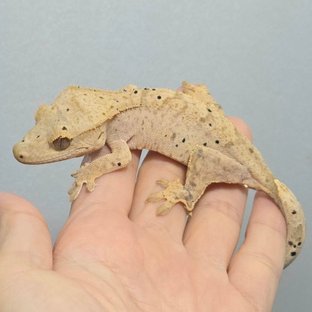 달마시안 슈퍼달마시안