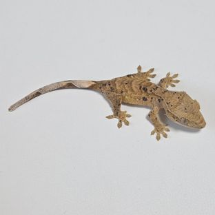 슈퍼달마시안