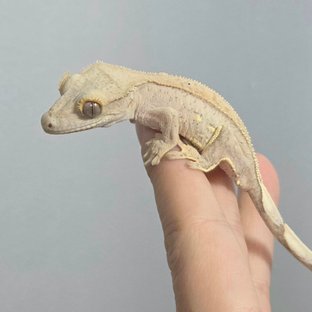 크림 옐로우 팬텀