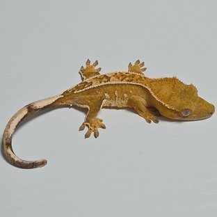 옐로우 크림 크림시클