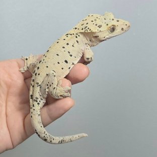 달마시안 슈퍼달마시안